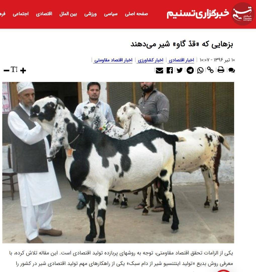 سنگ تمام خبرگزاری تسنیم برای واردکنندگان دام غیر بومی/ تناقض تولید و مصرف پایین شیر بز در ایران و جهان و اصرار شرکت مدعی انقلابی گری به واردات از فرانسه